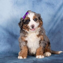 Taffy/Bernedoodle									Puppy/Female	/19 Weeks,Taffy is a delightful merle Bernedoodle girl with a playful sparkle and a heart full of love. Her coat showcases beautiful swirls of gray, black, and white, making her as eye-catching as she is sweet. Taffy has a cheerful, outgoing personality and loves engaging with people and exploring the world around her.