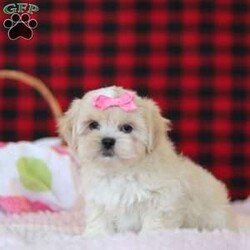 Malinda/Lhasa Apso									Puppy/Female	/10 Weeks,Hi, I’m Malinda! I’m an adorable ACA registered Lhasa Apso with so much charm, from my flowing soft coat to my bright, soulful eyes and confident, prancing walk. I carry that classic Lhasa attitude—proud, playful, and full of heart.