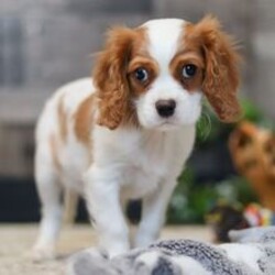 Adopt a dog:Kade/Cavalier King Charles Spaniel/Female/January 25, 2026,Hi, I'm Kade! I'm a 12-week-old male Cavalier King Charles Spaniel with a beautiful blenheim coat, born on January 25. I am ready now to plan my trip to my forever family. Once I reach my adult size, I'm expected to weigh between 8–23 lbs. I'm ACA registered. My heart is big, my paws are tiny, and I'm ready to love you endlessly.
