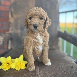 Freddie/Mini Goldendoodle									Puppy/Male	/7 Weeks,Meet Freddie, an amazing little ball of fluff! He is playful and loves people. He’s a miniature golden doodle with an expected weight of 30 pounds when full grown. He has been vet checked and vaccinated and we also give a 30 day health guarantee! His Mother is a family pet and is on site for you to meet! Contact Emily today with any questions or to schedule a meeting. 