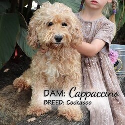 Toffee/Cockapoo									Puppy/Male	/February 19th, 2026,Toffee is a handsome red and white male Cockapoo puppy, with beautiful white markings on his face, chest and chin. He is well socialized, playing with our children daily. This sweet boy likes to play with his littermates and enjoys cuddles, too.