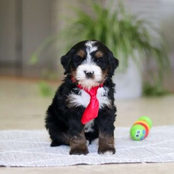 Chico/Mini Bernedoodle									Puppy/Male	/7 Weeks,Meet Chico! A sweet Mini multigen Bernedoodle! Full of energy, curiosity, and unconditional love, he’s always ready to explore, chase toys, and discover something new. When the day winds down, he’s happiest curled up close, soaking in every cuddle with his gentle, affectionate nature. With his adorable looks and loving temperament, he’s the perfect mix of playful and calm—ready to become someone’s very best friend.