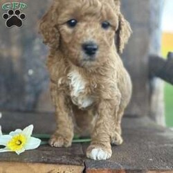 Freddie/Mini Goldendoodle									Puppy/Male	/7 Weeks,Meet Freddie, an amazing little ball of fluff! He is playful and loves people. He’s a miniature golden doodle with an expected weight of 30 pounds when full grown. He has been vet checked and vaccinated and we also give a 30 day health guarantee! His Mother is a family pet and is on site for you to meet! Contact Emily today with any questions or to schedule a meeting. 