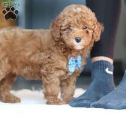 Bean/Miniature Poodle									Puppy/Male	/9 Weeks,Meet Bean, an AKC Miniature Poodle puppy with a soft, curly coat and an alert, intelligent expression. He has a balanced personality—enjoying playtime and interaction, while also settling down easily for quiet moments. Bean is active, curious, and responds well to attention, making him a good fit for a variety of home environments.