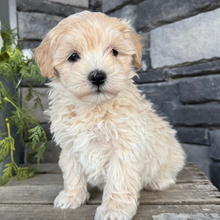 Andy/Maltipoo/Female/February 22, 2026