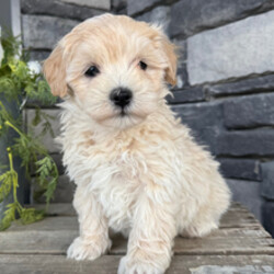 Adopt a dog:Andy/Maltipoo/Female/February 22, 2026,Hi, I'm Andy! I'm an 8-week-old male Maltipoo. My dad is a Maltese and my mom is a Poodle. I have a beautiful apricot coat, and I was born on February 22. I'll be ready to go home to my forever family after April 20, once I'm grown enough to leave my litter. When I reach my adult size, I should weigh between 7–8 lbs. I'm UABR registered. I'm ready to shower you with love and lots of wet-nosed kisses.