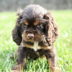 Adopt a dog:Dawson/Cocker Spaniel/Female/January 21, 2026,Hi, I'm Dawson! I'm a 13-week-old male Cocker Spaniel with a beautiful brown & tan coat, born on January 21. I am ready now to plan my trip to my forever family. Once I reach my adult size, I'm expected to weigh between 20–35 lbs. I'm AKC registered. Ladies and gentlemen, when it comes to picking a puppy, there is no other choice than me.