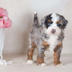 Lex/Mini Bernedoodle									Puppy/Male	/6 Weeks,Say hello to Lex — one of the most captivating girls in the Paw Tale Puppies family. Lex is a mini bernedoodle merle with a coat that turns heads and a personality that captures hearts. Her merle patterning splashes across her fluffy, wavy fur in a mesmerizing blend of warm and cool tones, creating a look that’s both wild and wonderfully soft. She has an expressive face, bright curious eyes, and an unmistakable presence that makes her stand out even in a litter full of beautiful puppies.