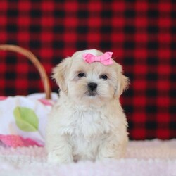 Malinda/Lhasa Apso									Puppy/Female	/10 Weeks,Hi, I’m Malinda! I’m an adorable ACA registered Lhasa Apso with so much charm, from my flowing soft coat to my bright, soulful eyes and confident, prancing walk. I carry that classic Lhasa attitude—proud, playful, and full of heart.