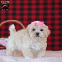 Malinda/Lhasa Apso									Puppy/Female	/10 Weeks,Hi, I’m Malinda! I’m an adorable ACA registered Lhasa Apso with so much charm, from my flowing soft coat to my bright, soulful eyes and confident, prancing walk. I carry that classic Lhasa attitude—proud, playful, and full of heart.