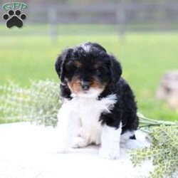 Kinsley/Cavapoo									Puppy/Female	/March 9th, 2026,Kinsley is a sweetheart raised with the kind of love and care that a puppy needs for a great start in life! She also enjoys a special diet for optimal health. Call, text or email to schedule your meet with this sweet girl! (we also offer facetime meetings)