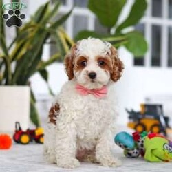 Daisy/Cockapoo									Puppy/Female	/11 Weeks,Meet the most darling F1B Cockapoo named Daisy! This girl is the definition of sweet and lovable—always ready to greet people with tail wags and snuggles. She has a playful side too, especially when there’s a toy involved or a new spot to explore. With her soft, wavy coat and warm eyes, she knows exactly how to melt hearts. Whether it’s joining in on adventures or curling up for a cozy nap, this little one may just be the perfect little sidekick for your family!