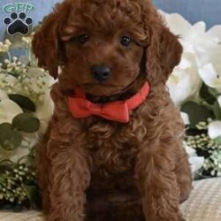 Miles/Toy Poodle									Puppy/Male	/9 Weeks,Beautiful litter of AKC Registered Red Poodle Pups, as you can see they are absolutely stunning with gorgeous dark red curly soft coats, beautiful head and bone structure, clear expressive eyes and beautiful top line and movement, if you have been looking for a top quality red poodle look no further, this litter is stunning, they are super sweet and easy going, not hyper active but playful and silly and settle down when you just want to relax, they are very smart and already potty pad trained, they have been fed premium food and filtered water since being weaned, my male pups will mature in the 7 to 10 lbs range and my girls mature in the 6 to 8 lbs range, you are welcome to come to my home and meet the pups and their parents, if you are not in the immediate area we can meet at a halfway point as long as its a reasonable distance, pups of this quality go fast so if you are serious and interested call or text please don’t email I will never see it. 