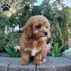 Bradley/Forever									Puppy/Male	/12 Weeks,This is an adorable forever puppy that is looking for his forever home. He is playful, and enjoys playing in the yard. He is up to date on his vaccinations and dewormings, and has been vet checked. Feel free to call with questions, or to set up a time to come visit him. Thanks,