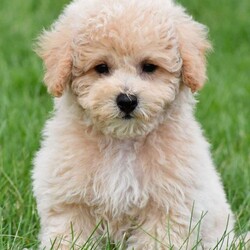 asher/Bich-Poo									Puppy/Male	/12 Weeks,Meet our adorable Bichapoo puppy, a sweet little companion ready to find a loving forever home! This precious pup has been vet checked, is up to date on vaccinations and deworming, and comes microchipped for added peace of mind. We also offer safe, reliable delivery right to your doorstep, making the adoption process easy and stress-free.