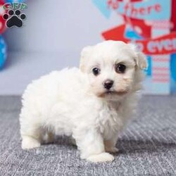 Macy/Havachon									Puppy/Female	/8 Weeks,Meet Macy, a sweet little Havachon puppy ready to find her forever home. She has been vet checked and is up to date on all her shots, giving her a great, healthy start. Macy is playful, loving, and enjoys being around people, making her a perfect fit for a family. Her mom, Snow Ball (a Bichon Frise, 10 lbs), and dad, Barney (a Havanese, 12 lbs), both have gentle, friendly personalities. Macy is ready to fill your home with love, cuddles, and happy moments.