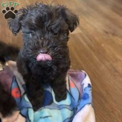 Ace/Miniature Schnauzer									Puppy/Male	/8 Weeks,Stunning brown (chocolate/liver) Miniature Schnauzer boy with a matching brown nose a rare and highly sought-after trait. He has a beautiful triple coat, expressive eyes, and a confident, loving temperament.
