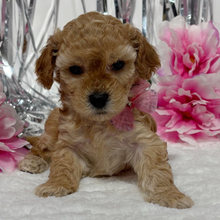 Daphne/Maltipoo/Female/March 11, 2026