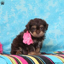 Gracie/Shih-Poo									Puppy/Male	/7 Weeks,Trixie, or momma shih-poo, weighs in at 15 lbs. She’s a darling, so mart, always ready for some action. Snickers, the beautiful chocolate shih-tzu daddy, doesn’t live at our house, but resides with a friend. He is adorable. These little ones are well socialized, playful and loving, just waiting to give you lots of joy! They are up to date on their vaccinations and dewormings, and have been vet checked. They are looking for their forever homes. Feel free to call with questions, or to set up a time to come visit them. Thanks,