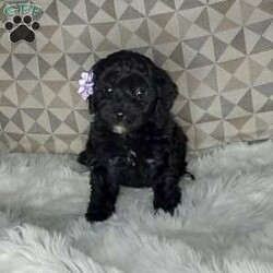 Charlotte/Mini Labradoodle									Puppy/Female	/7 Weeks,Meet sweet lil Charlotte!! Family raised with tender love and care, well socialized with children and adults caring heart who will always be there comforting you with lots of love!  Call Susan to schedule a visit! You would get along vet certificate, health records, microchip numbers, warranty that’s good for up to 1 year and a lil baggy food!!  