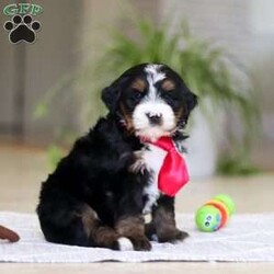 Chico/Mini Bernedoodle									Puppy/Male	/7 Weeks,Meet Chico! A sweet Mini multigen Bernedoodle! Full of energy, curiosity, and unconditional love, he’s always ready to explore, chase toys, and discover something new. When the day winds down, he’s happiest curled up close, soaking in every cuddle with his gentle, affectionate nature. With his adorable looks and loving temperament, he’s the perfect mix of playful and calm—ready to become someone’s very best friend.