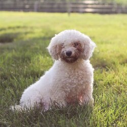 Benji/Bich-Poo									Puppy/Male	/7 Weeks,Meet Benji! He is a Bichapoo puppy with a friendly, affectionate personality and a playful nature. He enjoys time with people, whether that’s playing, exploring, or settling in for some quiet downtime. He’s been well cared for and is off to a good start, showing a nice balance of energy and calmness.