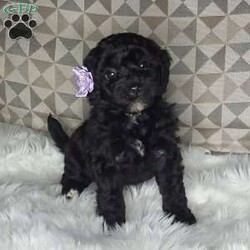 Charlotte/Mini Labradoodle									Puppy/Female	/7 Weeks,Meet sweet lil Charlotte!! Family raised with tender love and care, well socialized with children and adults caring heart who will always be there comforting you with lots of love!  Call Susan to schedule a visit! You would get along vet certificate, health records, microchip numbers, warranty that’s good for up to 1 year and a lil baggy food!!  