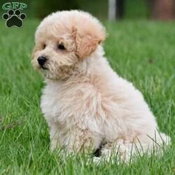 asher/Bich-Poo									Puppy/Male	/12 Weeks,Meet our adorable Bichapoo puppy, a sweet little companion ready to find a loving forever home! This precious pup has been vet checked, is up to date on vaccinations and deworming, and comes microchipped for added peace of mind. We also offer safe, reliable delivery right to your doorstep, making the adoption process easy and stress-free.