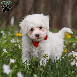 Benji/Bich-Poo									Puppy/Male	/7 Weeks,Meet Benji! He is a Bichapoo puppy with a friendly, affectionate personality and a playful nature. He enjoys time with people, whether that’s playing, exploring, or settling in for some quiet downtime. He’s been well cared for and is off to a good start, showing a nice balance of energy and calmness.