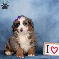 Taffy/Bernedoodle									Puppy/Female	/19 Weeks,Taffy is a delightful merle Bernedoodle girl with a playful sparkle and a heart full of love. Her coat showcases beautiful swirls of gray, black, and white, making her as eye-catching as she is sweet. Taffy has a cheerful, outgoing personality and loves engaging with people and exploring the world around her.