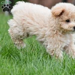 asher/Bich-Poo									Puppy/Male	/12 Weeks,Meet our adorable Bichapoo puppy, a sweet little companion ready to find a loving forever home! This precious pup has been vet checked, is up to date on vaccinations and deworming, and comes microchipped for added peace of mind. We also offer safe, reliable delivery right to your doorstep, making the adoption process easy and stress-free.