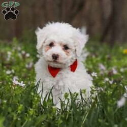 Benji/Bich-Poo									Puppy/Male	/7 Weeks,Meet Benji! He is a Bichapoo puppy with a friendly, affectionate personality and a playful nature. He enjoys time with people, whether that’s playing, exploring, or settling in for some quiet downtime. He’s been well cared for and is off to a good start, showing a nice balance of energy and calmness.