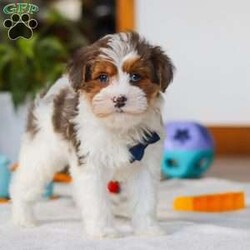 Brodie/Yorkie Poo									Puppy/Male	/10 Weeks,Meet Brodie, a Yorkiepoo puppy with a friendly, easy going temperament. He has a soft coat and an alert, curious expression. Brodie enjoys playing with toys, exploring his surroundings, and spending time with people. He has a good balance of energy and calmness, making his adaptable to different home environments.