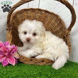 Angel/Havanese									Puppy/Female	/8 Weeks,Hi, I’m Angel I’m a beautiful cream and white Havanese girl, and I was born on 2/20/26. I’ve got the sweetest face and an outgoing personality to match—I love meeting new people and being right in the middle of everything! I’m super friendly, playful, and full of love. Whether it’s playtime or cuddle time, I’m always happy as long as I’m with my people. I’d make the perfect little companion for just about any home. I come AKC registered and will be up to date on all my shots and dewormings. I’ll also be microchipped and come with a health guarantee, so you can feel confident bringing me home. I can’t wait to meet my forever family Contact today to make me yours: