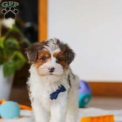 Brodie/Yorkie Poo									Puppy/Male	/10 Weeks,Meet Brodie, a Yorkiepoo puppy with a friendly, easy going temperament. He has a soft coat and an alert, curious expression. Brodie enjoys playing with toys, exploring his surroundings, and spending time with people. He has a good balance of energy and calmness, making his adaptable to different home environments.