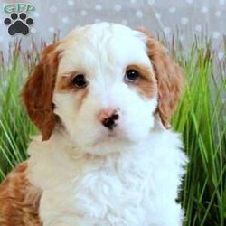 Jocie/Mini Bernedoodle									Puppy/Female	/11 Weeks,Jocie is a lovable and fun Miniature Bernedoodle puppy who will be the sweetest addition to her forever family! This precious girl is friendly, well socialized, and family raised. She comes home with a 30 day health guarantee as well as an extended genetic health guarantee, both provided by the breeder. Jocie has been seen by a vet and is up to date on shots and de-wormer. This cutie-pie is ready to meet you!