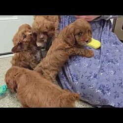 Cooper/Cavapoo									Puppy/Male	/7 Weeks,Take a look at these Cavapoo puppies—they’re absolutely adorable and ready to jump straight into your arms and your heart! These sweet little ones are family-raised, and it truly shows. The Stoltzfus children have done a wonderful job socializing them and preparing them for all the adventures the big world has to offer.
