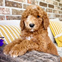 Adopt a dog:Owen/Poodle/Female/March 16, 2026,Hi, I'm Owen! I'm a 7-week-old male Poodle with a beautiful red coat, born on March 16. I'll be ready to go home to my forever family after May 11, once I'm grown enough to leave my litter. I'm AKC registered. I'm all set to make your days a little sweeter and your nights a lot cozier.
