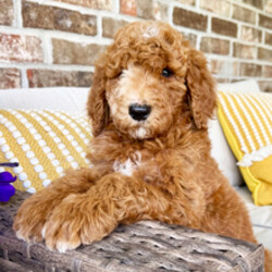 Adopt a dog:Owen/Poodle/Female/March 16, 2026,Hi, I'm Owen! I'm a 7-week-old male Poodle with a beautiful red coat, born on March 16. I'll be ready to go home to my forever family after May 11, once I'm grown enough to leave my litter. I'm AKC registered. I'm all set to make your days a little sweeter and your nights a lot cozier.