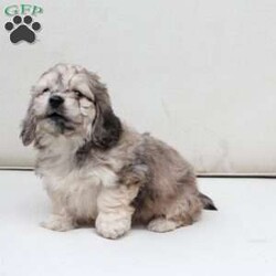 Minni/Dachshund Mix									Puppy/Female	/March 11th, 2026,Minni is one of two in her litter , her approximate adult weight is 9 to 12 pounds . 