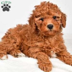Bella/Miniature Poodle									Puppy/Female	/9 Weeks,Meet Bella, she will melt your heart with her cuteness, super sweet loving temperament and personality. 