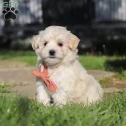 Elliot/Maltipoo									Puppy/Male	/7 Weeks,Hi, I’m Elliot! I’m an adorable Maltipoo puppy with a soft, fluffy coat and a sweet, loving personality. I’m the perfect mix of playful and cuddly—always ready for a game or just as happy to curl up in your lap for some quiet time. I’m curious about the world around me and love exploring, but I also thrive on attention and being close to my people. 