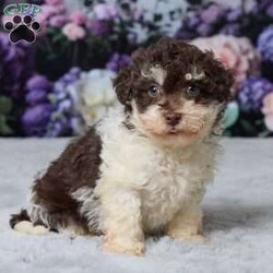 Titus/Havapoo									Puppy/Male	/9 Weeks,Meet Titus, an irresistibly cute Havapoo puppy with a loving personality and a playful spirit. Family-raised and well-socialized, Titus has been vet-checked and is up-to-date on all his vaccinations, ensuring he’s healthy and ready to join his forever home. He comes from wonderful parents, Chocolate (11 lbs.) and All Star (13 lbs.), and is expected to have a great temperament and manageable size. Titus is eager to bring joy, cuddles, and companionship to his new family.