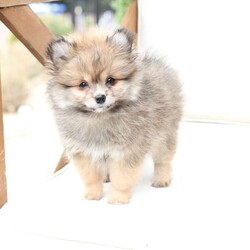 Poppy/Pomeranian									Puppy/Female	/February 19th, 2026,Poppy is 1 of 4 in her litter , she is second smallest swing just over a pound at six weeks . 