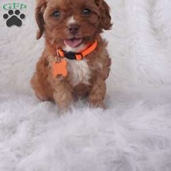 Jasmine/Cavapoo									Puppy/Female	/9 Weeks,our cavapoo’s are well loved and socialized Daily -Full grown we guess them to be 12-15lbs .They have been health checked by the vet , and up to date on all de-wormers -and vaccines you will get a copy of these records.