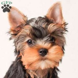 Greg/Yorkie									Puppy/Male	/21 Weeks,Meet your new BFF, Greg! This super cute Yorkie puppy is vet checked & up to date on shots & wormer. He is registered with the AKC, plus comes with a health guarantee provided by the breeder! Greg is well socialized & currently being family raised with children!
