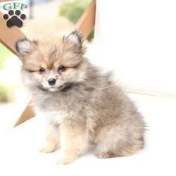 Poppy/Pomeranian									Puppy/Female	/February 19th, 2026,Poppy is 1 of 4 in her litter , she is second smallest swing just over a pound at six weeks . 