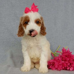 Princess-(Medium)/Goldendoodle									Puppy/Female	/7 Weeks,Prepare to fall in LOVE!!!! My name is Princess and I’m the sweetest F1b medium sized goldendoodle that you will ever find! One look into my warm, loving eyes and at my super soft fluffy coat and I’ll be sure to have captured your heart already! I’m very happy, playful and very kid friendly and I would love to fill your home with all my puppy love!! I have a very sweet personality, and I love giving kisses. I stand out above the rest with my sweet, loving personality and my beautiful red and white coat! I will come to you vet checked and up to date on all vaccinations and dewormings . I come with a 1-year guarantee with the option of extending it to a 3-year guarantee and shipping is available! My mother is Sophie, our 45# F1 miniGoldendoodle weighing 45# and my father is Benji, our sweet, kid friendly 30# Poodle! Both of my parents are on our premises and are genetic tested!! I will grow to approx. 35-40# and I will be hypoallergenic and non shedding!!!… Why wait when you know I’m the one for you? Call or text Martha to make me the newest addition to your family and get ready to spend a lifetime of tail wagging fun with me! (7% sales tax on in home pickups)