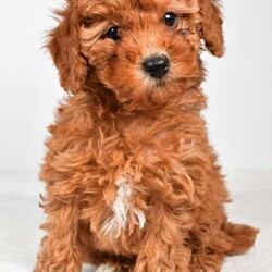 Bella/Miniature Poodle									Puppy/Female	/9 Weeks,Meet Bella, she will melt your heart with her cuteness, super sweet loving temperament and personality. 