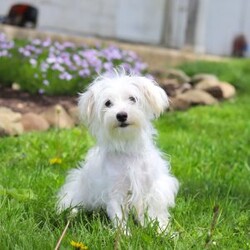 Finn/Maltipoo									Puppy/Male	/8 Weeks,Hi, I’m Finn! I’m an adorable Maltipoo puppy with a big personality packed into a small, lovable package. With my soft, fluffy coat, bright eyes, and playful spirit, I’m pretty hard to resist. I’m sweet and charming with a fun-loving, playful side—curious, spunky, and always ready for a new adventure.